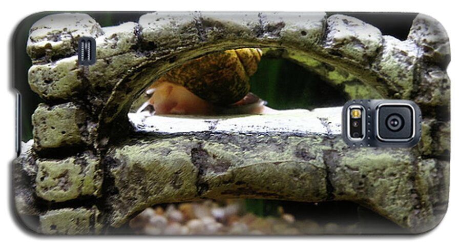 Snail Galaxy S5 Case featuring the photograph Snail Over a Bridge by Robert Knight