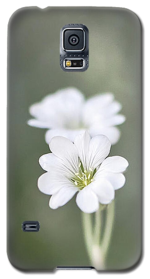 Summer Galaxy S5 Case featuring the photograph Snow In Summer by Jennifer Grossnickle
