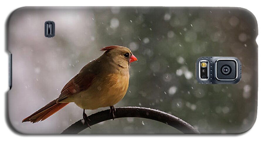 Terry D Photography Galaxy S5 Case featuring the photograph Snow Showers Female Northern Cardinal by Terry DeLuco