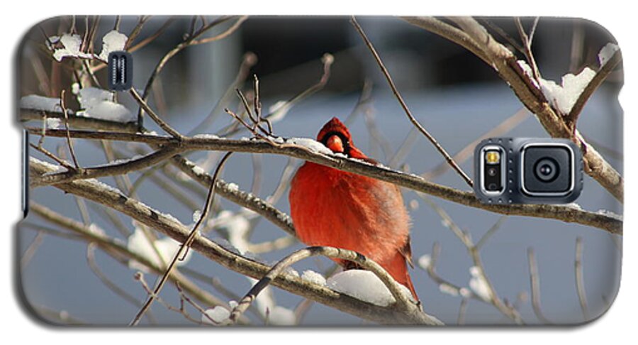 Cardinal Galaxy S5 Case featuring the photograph Snowbird by Vikki Angel