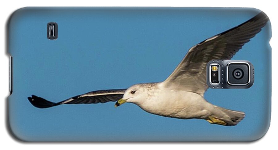 Wildlife Galaxy S5 Case featuring the photograph Soaring Gull by John Benedict