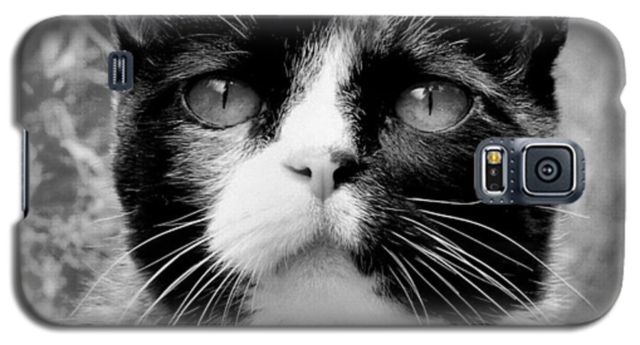 Cat Galaxy S5 Case featuring the photograph Souls Great and Small by Rory Siegel