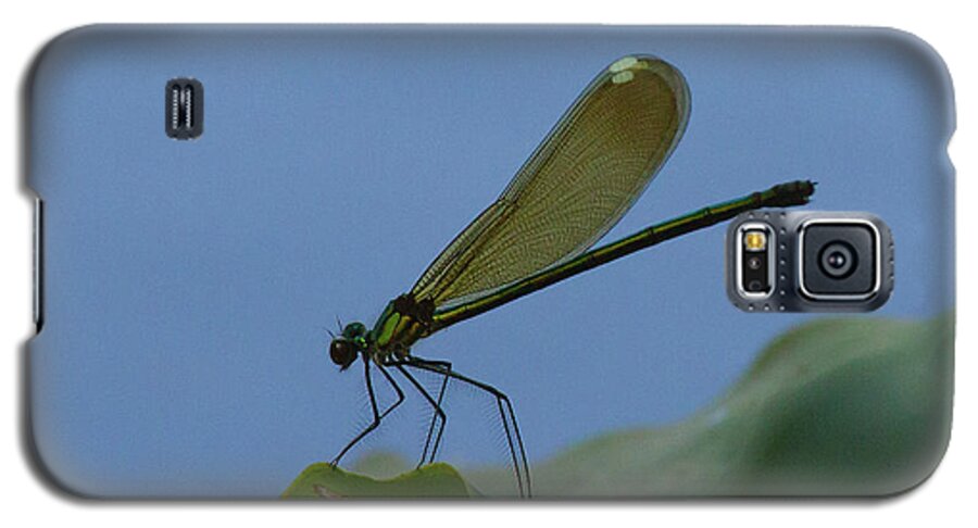 Damselfly Galaxy S5 Case featuring the photograph Sparkling Jewelwing #2 by Paul Rebmann