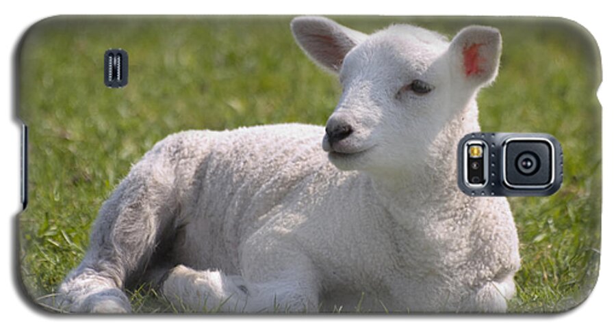 Lamb Galaxy S5 Case featuring the photograph Spring Lamb by Steev Stamford