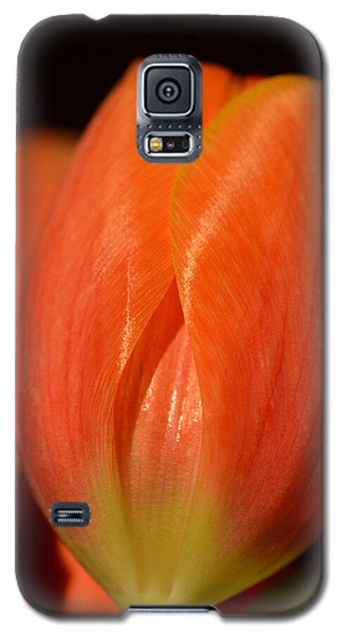 Flowers Galaxy S5 Case featuring the photograph Spring's first blush by Corinne Rhode