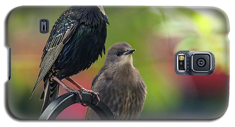 Starling Galaxy S5 Case featuring the photograph Squawker by Cathy Kovarik