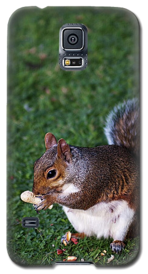 Squirrel Galaxy S5 Case featuring the photograph Squirrel eating by Agusti Pardo Rossello