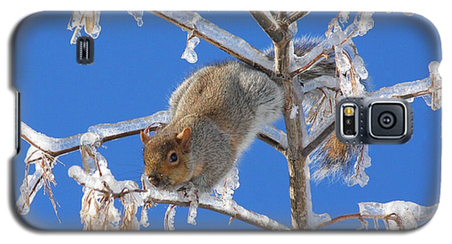 Squirrel Galaxy S5 Case featuring the photograph Squirrel on icy branches by Doris Potter