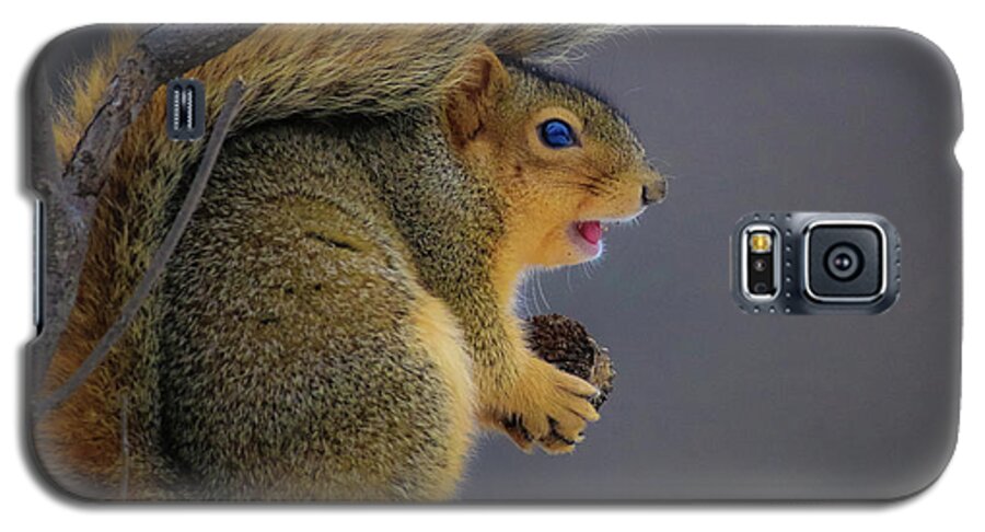  Galaxy S5 Case featuring the photograph Squirrel by Tony HUTSON