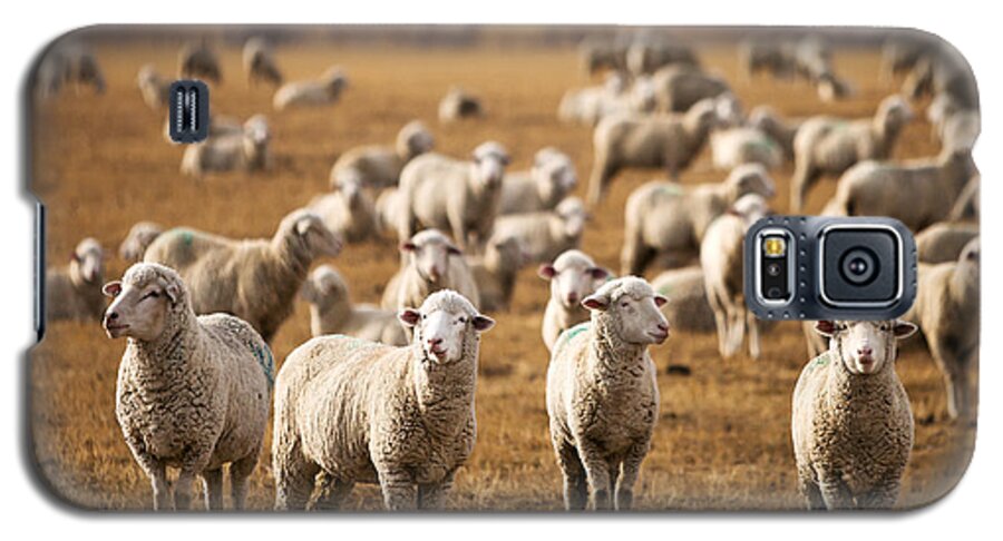 Sheep Galaxy S5 Case featuring the photograph Standing Out in the Herd by Todd Klassy