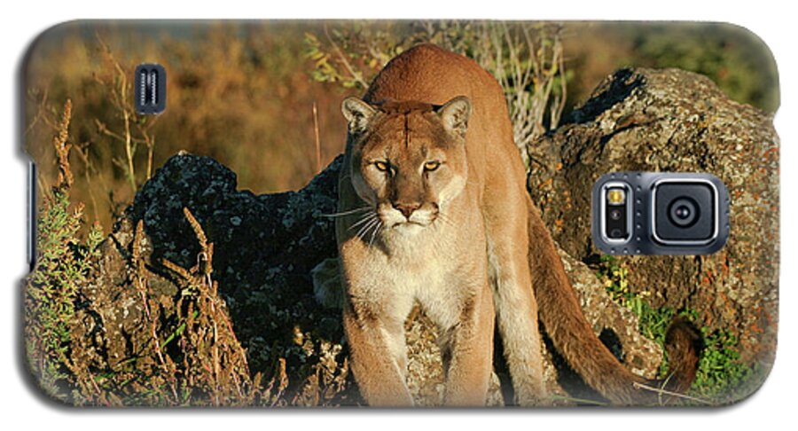 Puma Galaxy S5 Case featuring the photograph Stare Down by Ronnie And Frances Howard