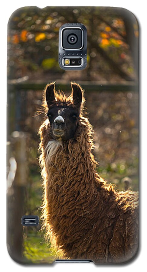 Acres Galaxy S5 Case featuring the photograph Staring Llama by Travis Rogers