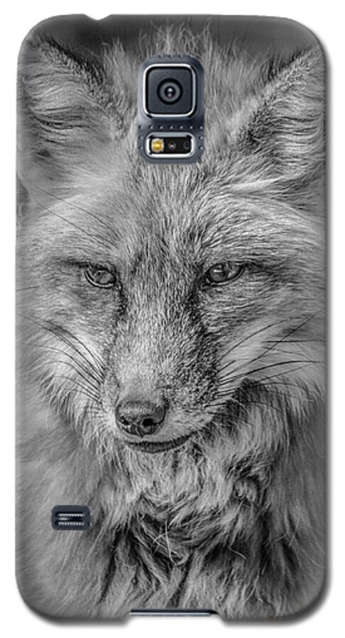 Tl Wilson Photography Galaxy S5 Case featuring the photograph Striking a Pose Black and White by Teresa Wilson