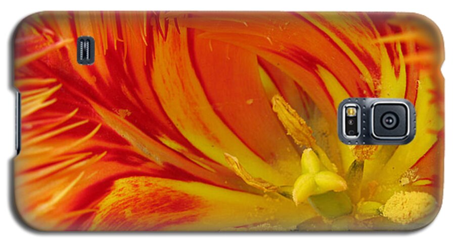 Parrot Tulips Galaxy S5 Case featuring the photograph Striped Parrot Tulips. Olympic Flame by Ausra Huntington nee Paulauskaite
