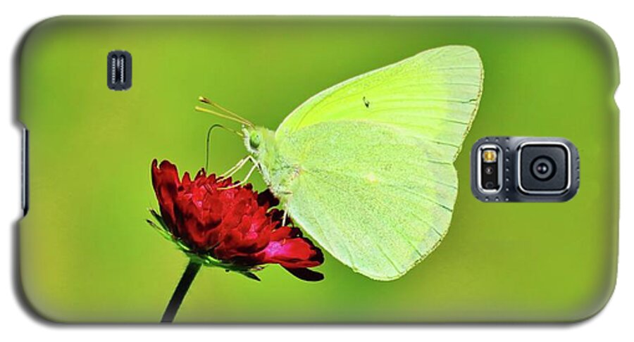 Sulphur Butterfly Galaxy S5 Case featuring the photograph Sulphur Butterfly on Knautia by Michele Penner