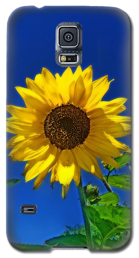 Sunflowers Galaxy S5 Case featuring the photograph Maize 'N Blue by Amanda Smith