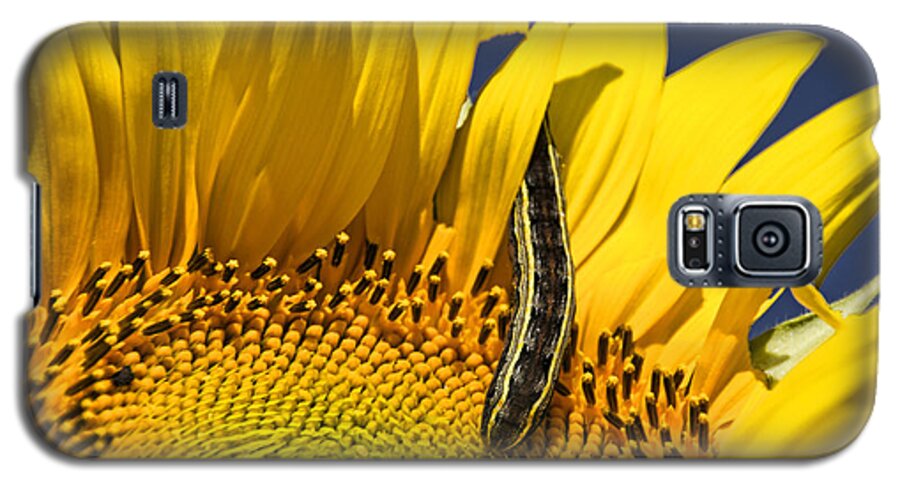 Sunflower Galaxy S5 Case featuring the photograph Sunflower Trespasser by Crystal Nederman