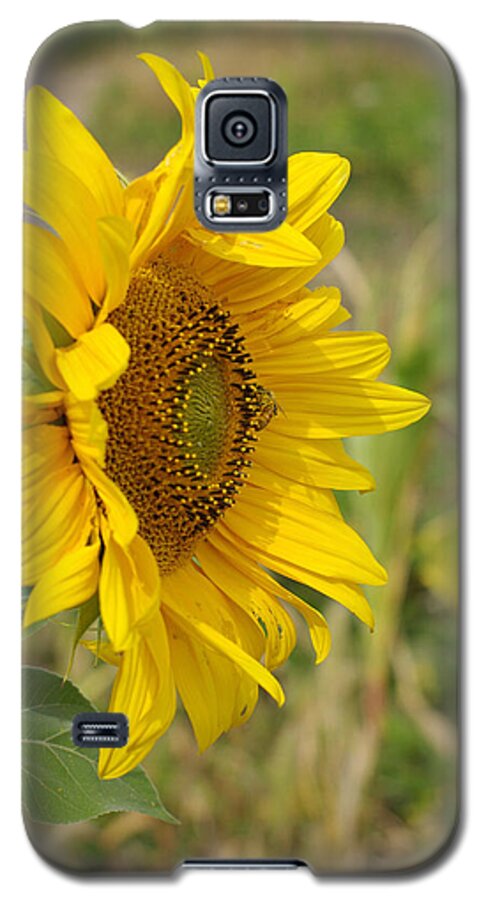 Sunflower Galaxy S5 Case featuring the photograph Sunflower Show Off by Linda Mishler