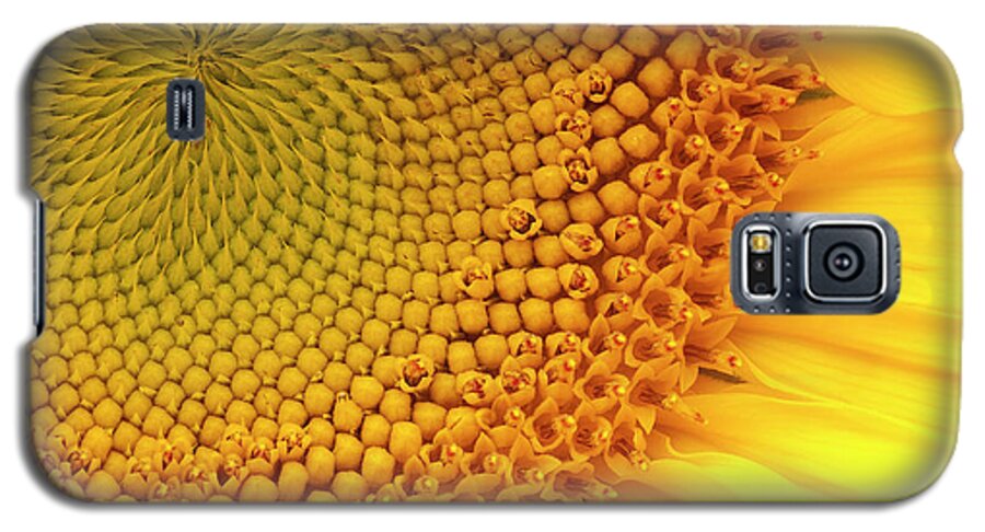Sunflower Galaxy S5 Case featuring the photograph Sunflower by Windy Osborn
