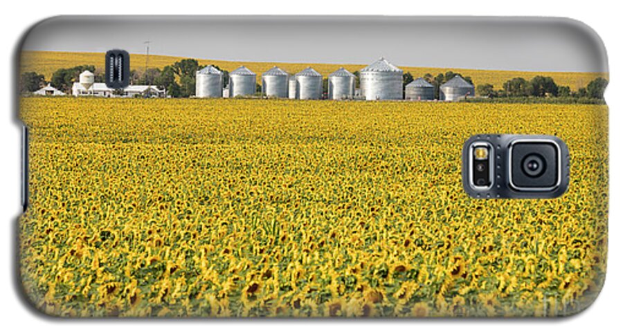 Sunflowers Galaxy S5 Case featuring the photograph Sunflowers by Jim West