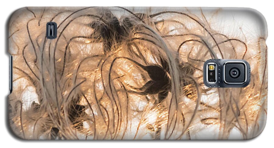 Nature Galaxy S5 Case featuring the photograph Sunlit Clematis seeds by Wendy Cooper