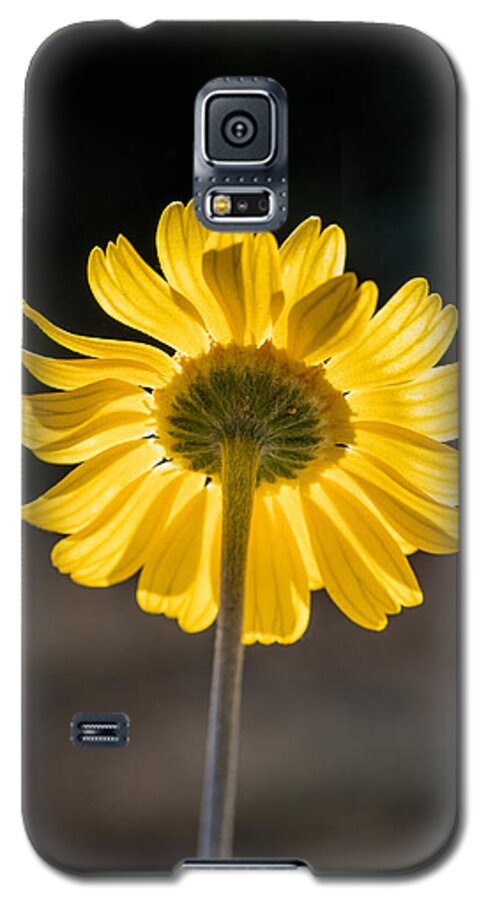 Yellow; Wildflower; Flower; Daisy; Four-nerve Daisy; Tetraneuris Linearifolia; Sun; Sunlight; Nature Galaxy S5 Case featuring the photograph Sunlit Four-Nerve Daisy by Steven Schwartzman