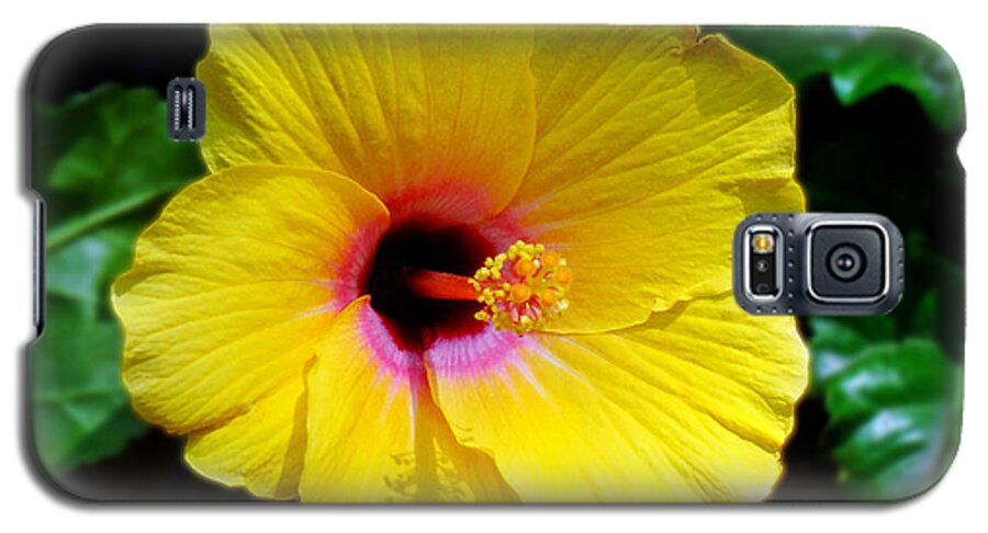 Hibiscus Galaxy S5 Case featuring the photograph Sunny Yellow Hibiscus by Sue Melvin