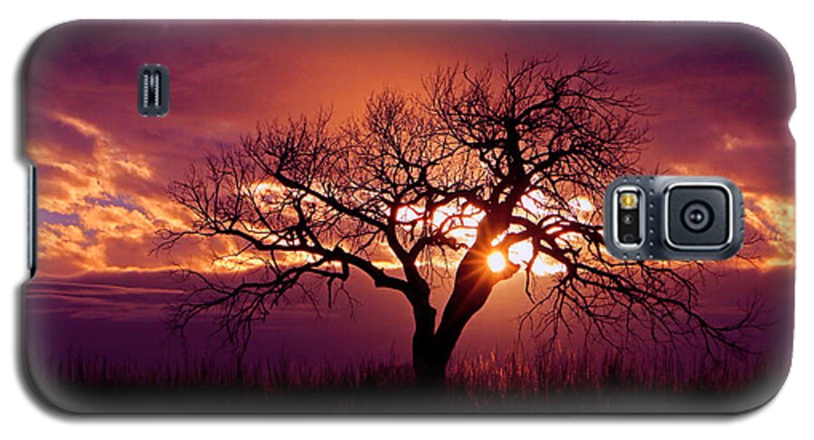 Tree Galaxy S5 Case featuring the photograph Sunset Tree by Christopher McKenzie