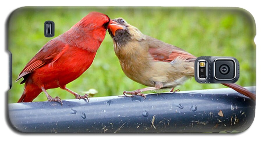 Male And Female Cardinal Galaxy S5 Case featuring the photograph Sweet Cardinal Couple by Kerri Farley