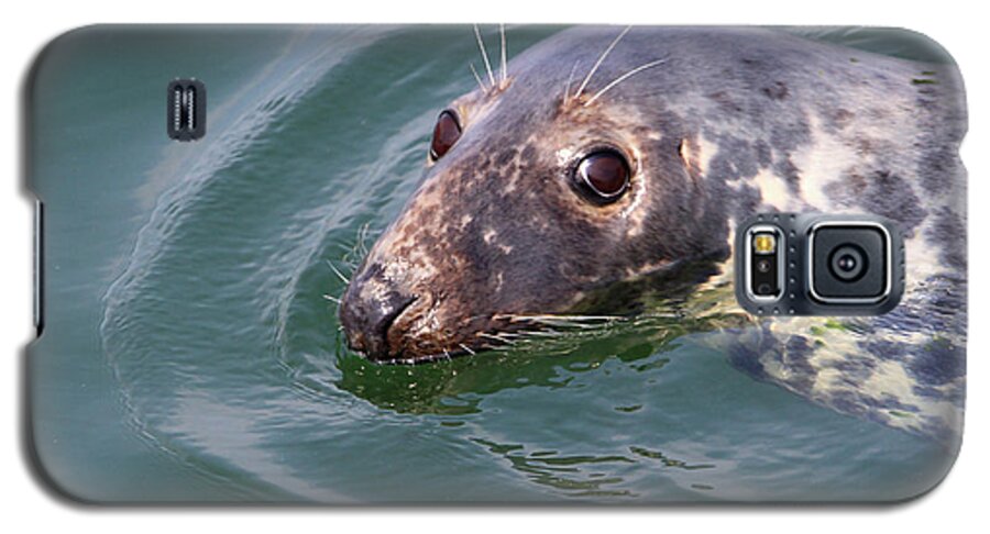 Chatham Harbor Galaxy S5 Case featuring the photograph Sweet Seal by Paula Guttilla