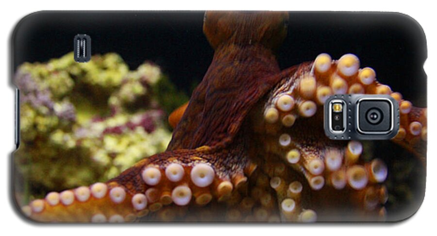 Jennifer Bright Art Galaxy S5 Case featuring the photograph Tako not Taco Hawaiian Octopus by Jennifer Bright Burr