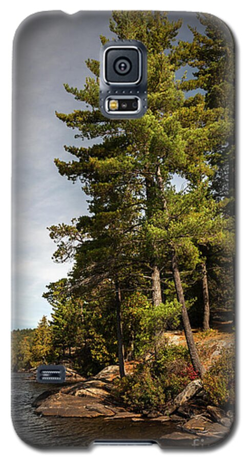 Pine Galaxy S5 Case featuring the photograph Tall pines on lake shore by Elena Elisseeva