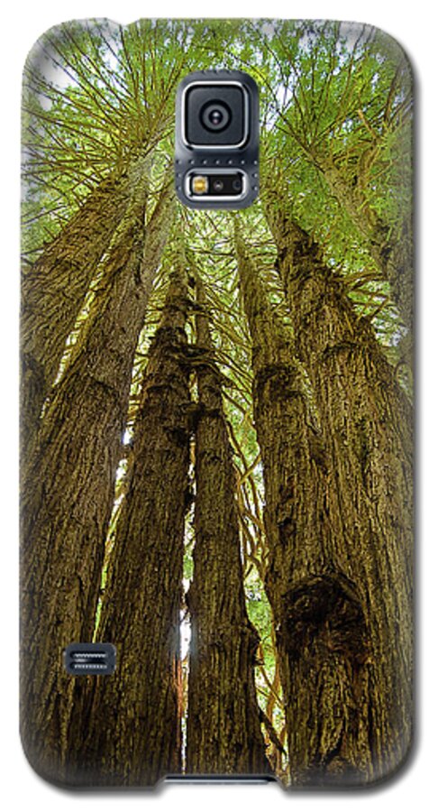 Redwoods Galaxy S5 Case featuring the photograph Tall Trees by Tom Potter