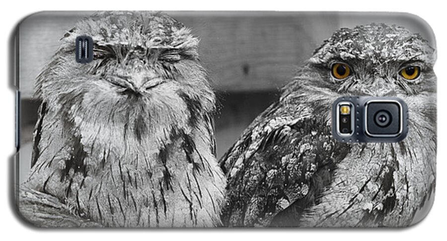 Two Galaxy S5 Case featuring the photograph Tawney Frogmouths by Chris Armytage