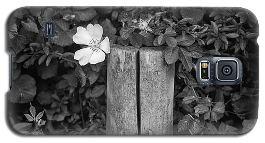 Flower Galaxy S5 Case featuring the photograph The Allotment Project - Dog Rose by Clayton Bastiani