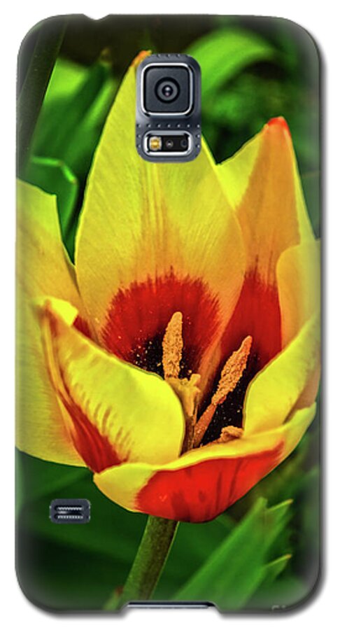 Plants Galaxy S5 Case featuring the photograph The Bicolor Tulip by Robert Bales