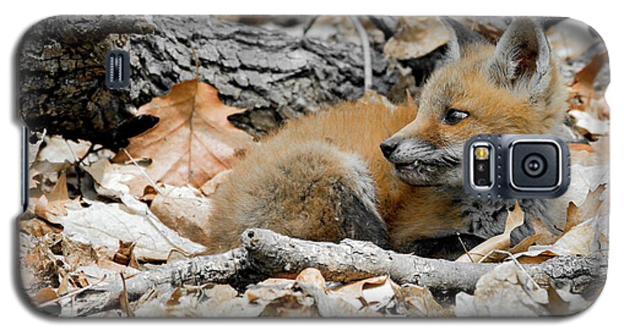 Fox Cubs Galaxy S5 Case featuring the photograph The fang by Sam Rino