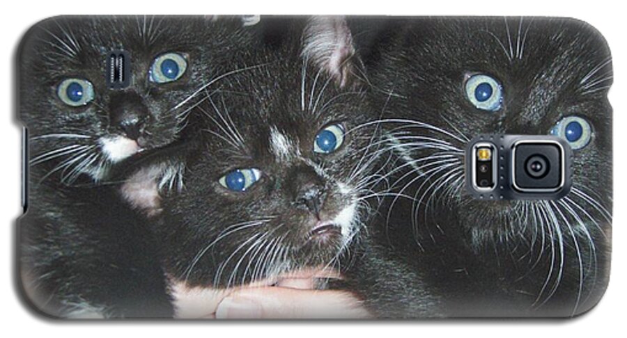 Kittens Galaxy S5 Case featuring the photograph The Kittidiots by Kristine Nora