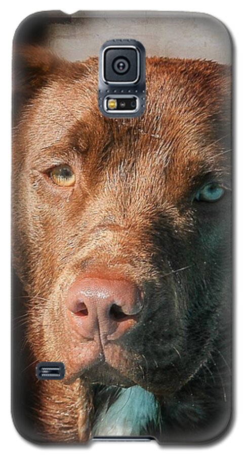 Dog Galaxy S5 Case featuring the photograph The Look by Eleanor Abramson