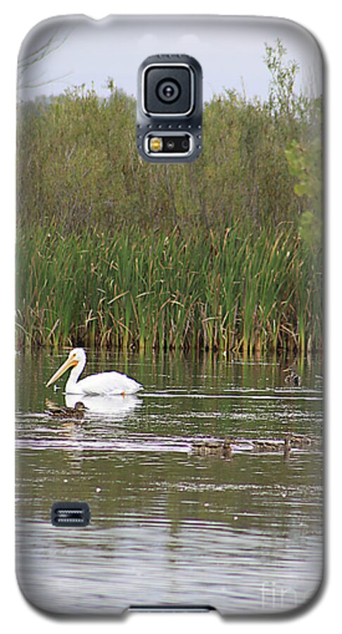 Pelican Galaxy S5 Case featuring the photograph The Pelican and the Ducklings by Alyce Taylor