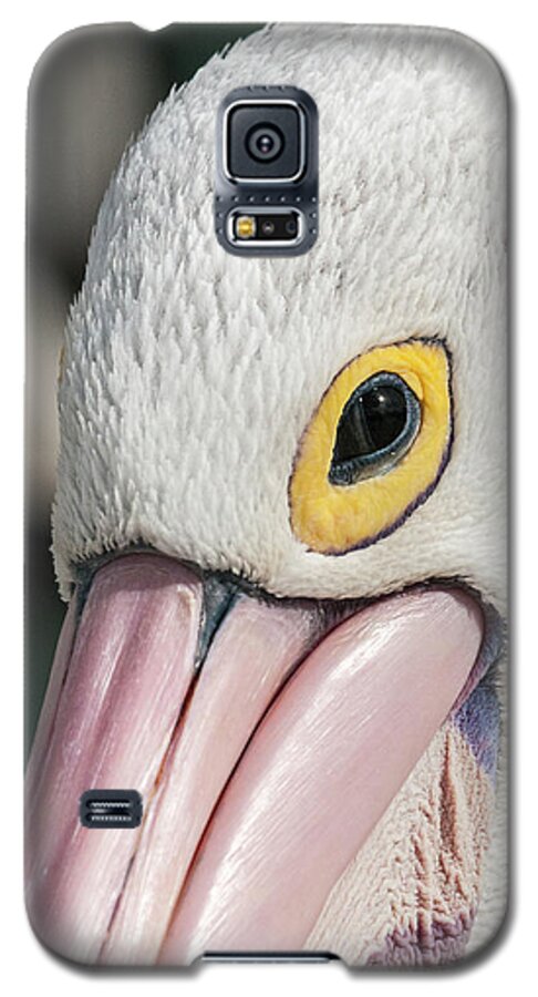 Bird Galaxy S5 Case featuring the photograph The Pelican Look by Werner Padarin