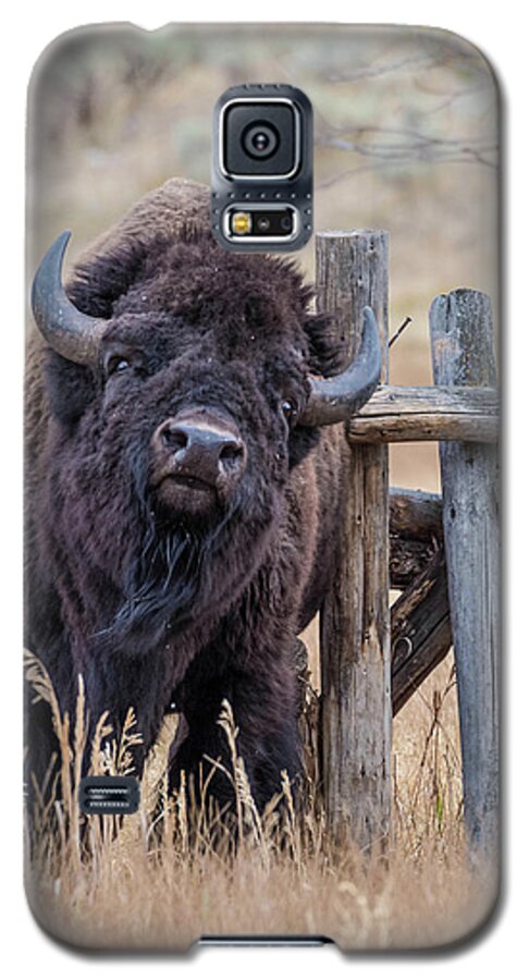 Bison Galaxy S5 Case featuring the photograph The Scratching Post by Jody Partin