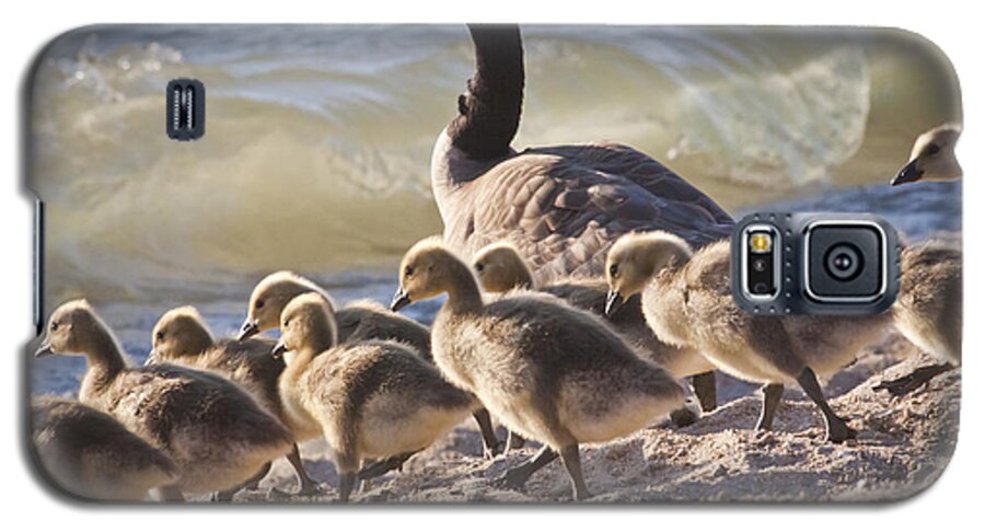 Canada Geese Galaxy S5 Case featuring the photograph The Swimming Lesson by Albert Seger
