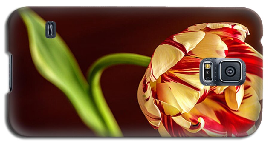 Tulip Galaxy S5 Case featuring the photograph The Tulip's bow by Wolfgang Stocker