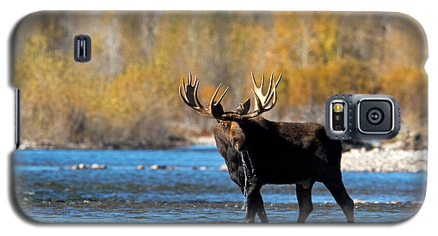 Moose Galaxy S5 Case featuring the photograph Thirst Quenching by Shari Sommerfeld