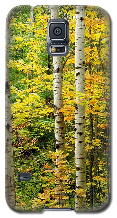 Birch Galaxy S5 Case featuring the photograph Three Birch by Michael Peychich