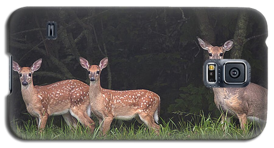Deer Galaxy S5 Case featuring the photograph Three Does by Ken Barrett