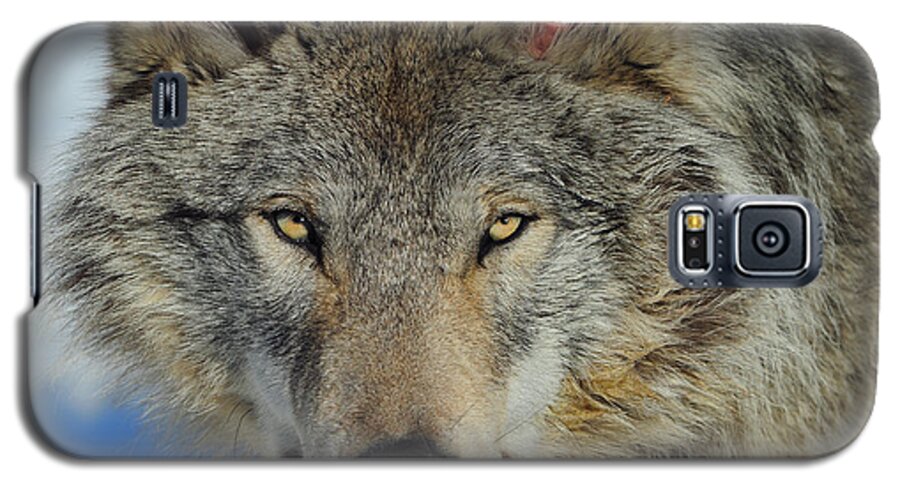 Timber Wolf Galaxy S5 Case featuring the photograph Timber Wolf Portrait by Tony Beck