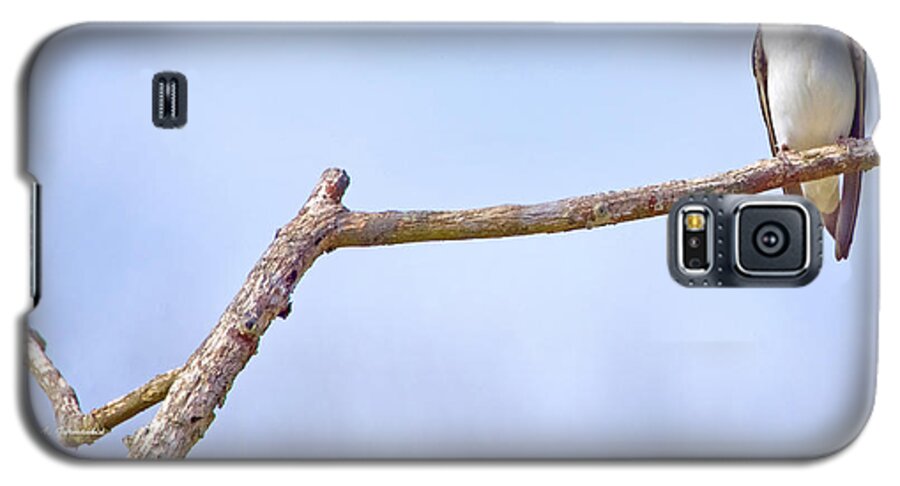 Tachycineta Bicolor Galaxy S5 Case featuring the photograph Tree Swallow on Branch by A Macarthur Gurmankin
