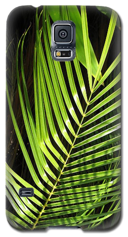 Palm Galaxy S5 Case featuring the photograph Tropical Palm by Carol Sweetwood